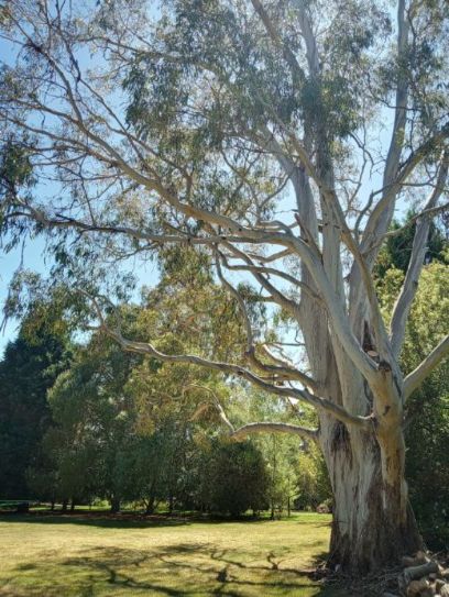 TREE FIX TAS